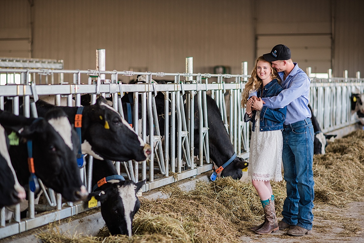 Rustic Farm Engagement Photos near Camrose, Alberta | Engagement photos with cows | Raelene Schulmeister Photography | Red Deer wedding photographers | Dairy barn photo session
